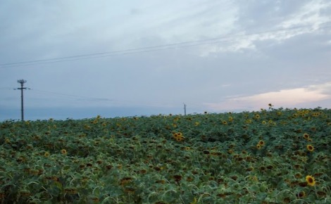 Champ de tournesols. Photo prise par l'auteur.