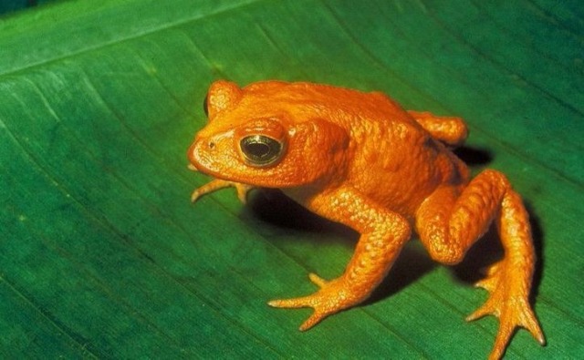 Photo (c) Charles H. Smith