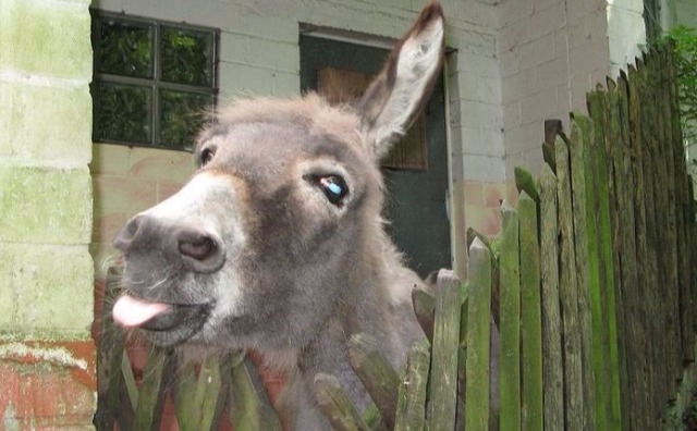 L Image Du Jour Ane Facetieux L Image Du Jour Ane Facetieux