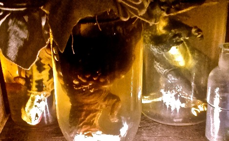 Certaines vitrines, effrayantes, présentent d'étranges animaux dans des bocaux… Photo (c) Margaux de Bourmont