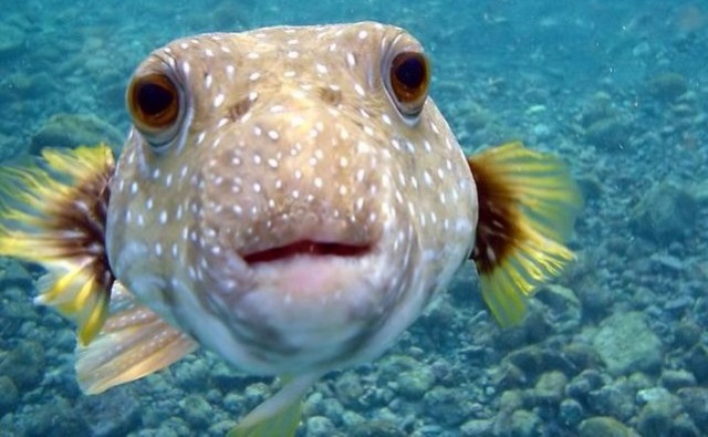 Photo (c) Mila Zinkova