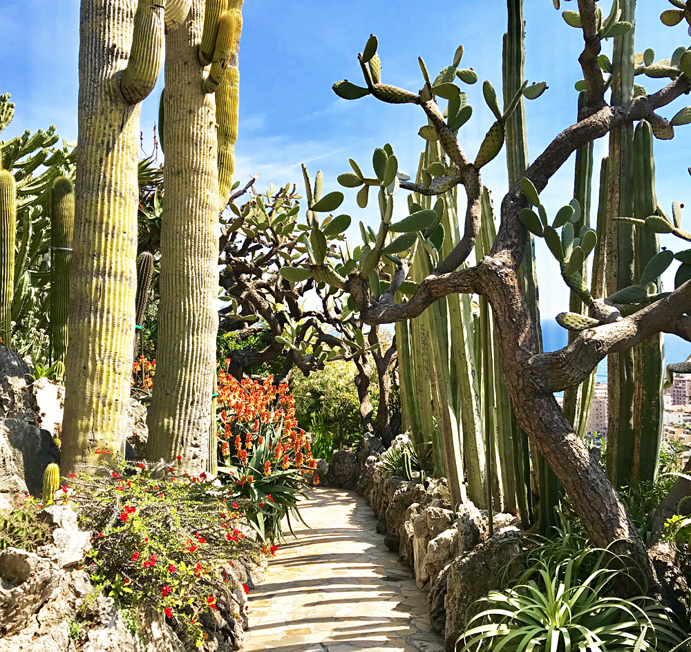 Superbe allée bordée de "cactus cierge" une espèce de cactus colonnaire native d'Argentine et répandue en Amérique du Sud. Photo (c) Charlotte Longépé
