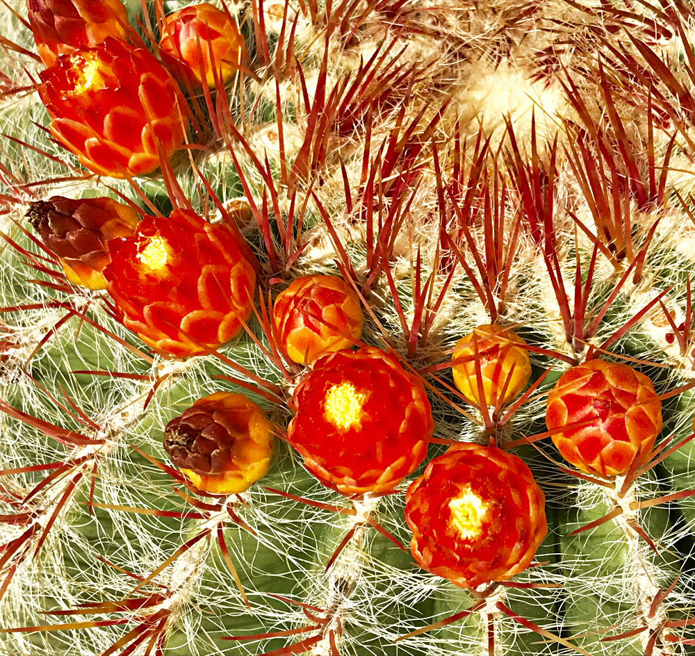 Echinocactus grusonii (coussin de belle-mère) une espèce du Mexique très connue de cactus. Photo (c) Charlotte Longépé