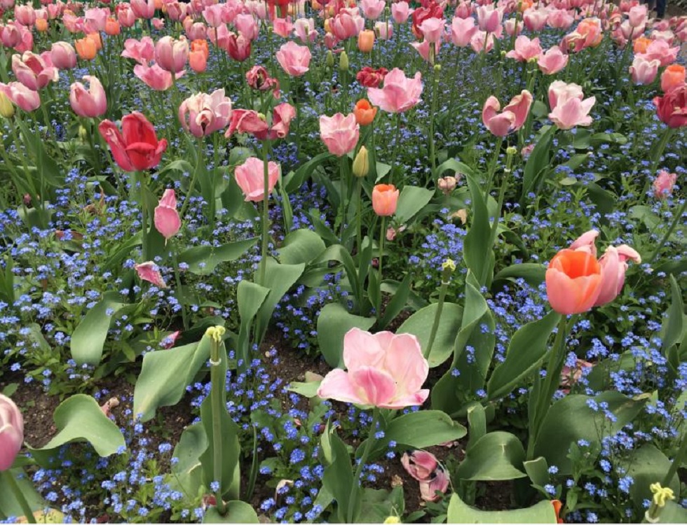 Un des nombreux parterres de fleurs du Clos Normand. Photo (c) Anne-Sophie Leroy