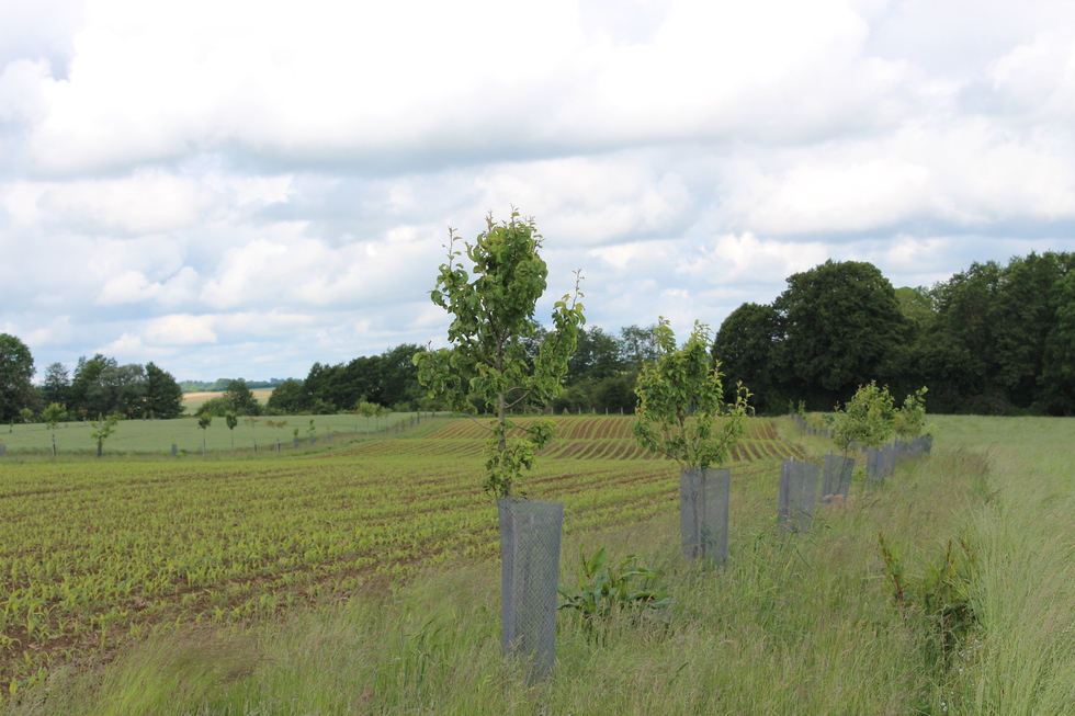 Parcelle agroforestière de 7 ha plantée en février 2016, Saint-Martin-de-Mieux, Calvados. © J. P.
