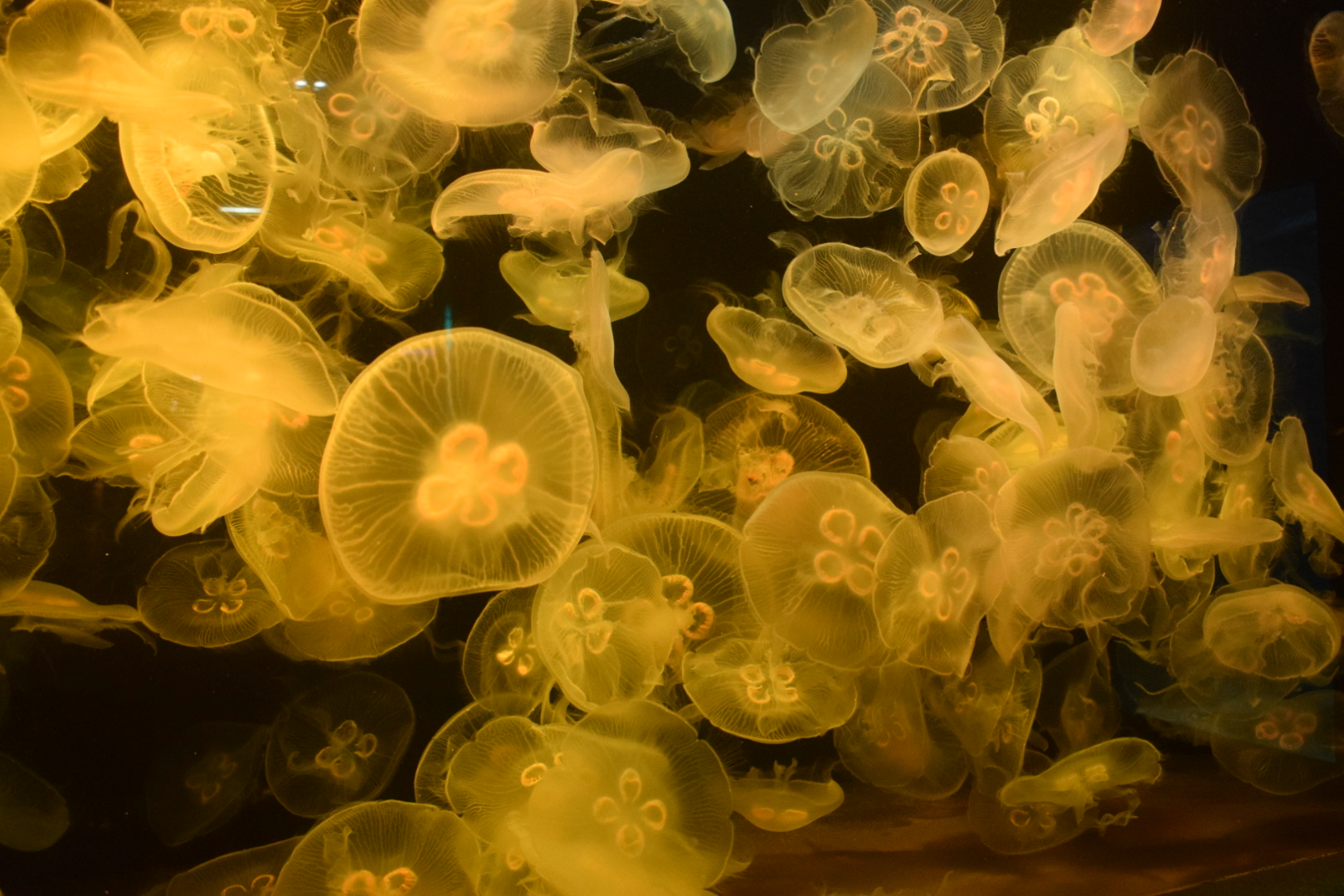 Des méduses de l'aquarium de Biarritz © Fanny Jacob