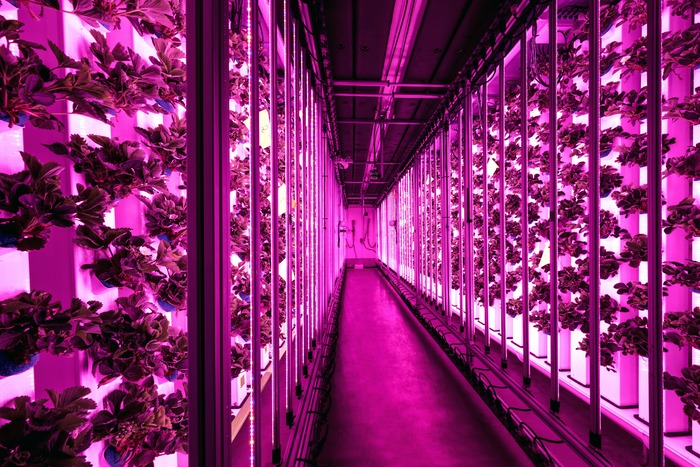 L'intérieur d'un cooltaineur Agricool, où des fraises poussent sous des lampes LED. Crédit photo: Agricool