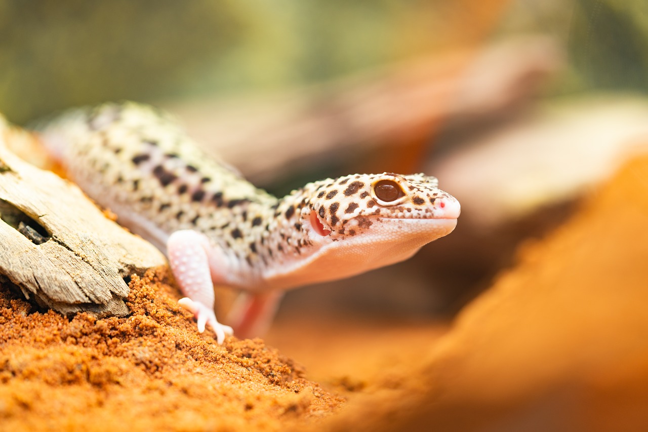 Un gecko léopard dans un terrarium © Needpix