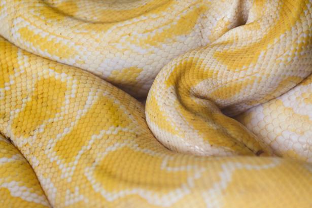 Python royal albinos enroulé © public domain pictures