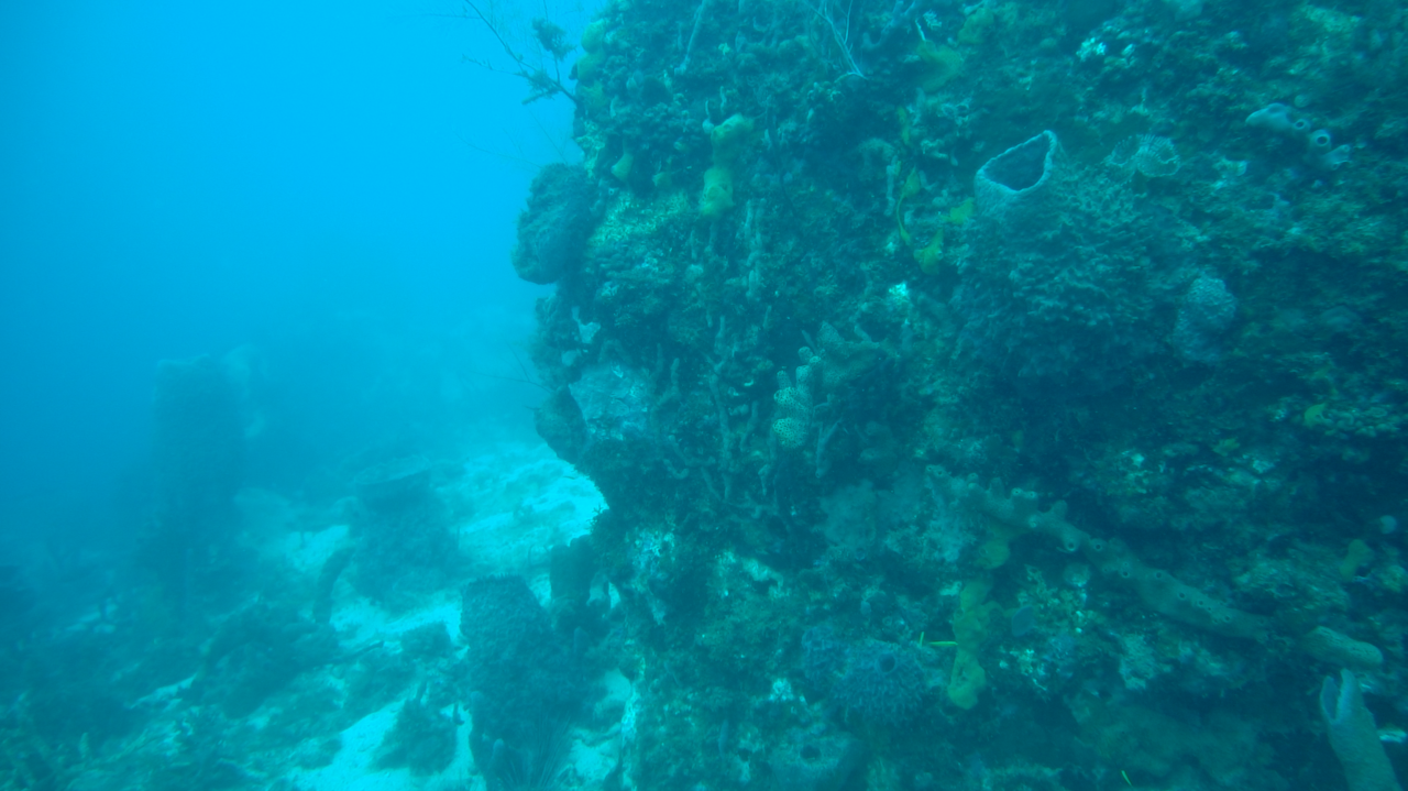 Récif corallien de Martinique (c) Louise Guthauser