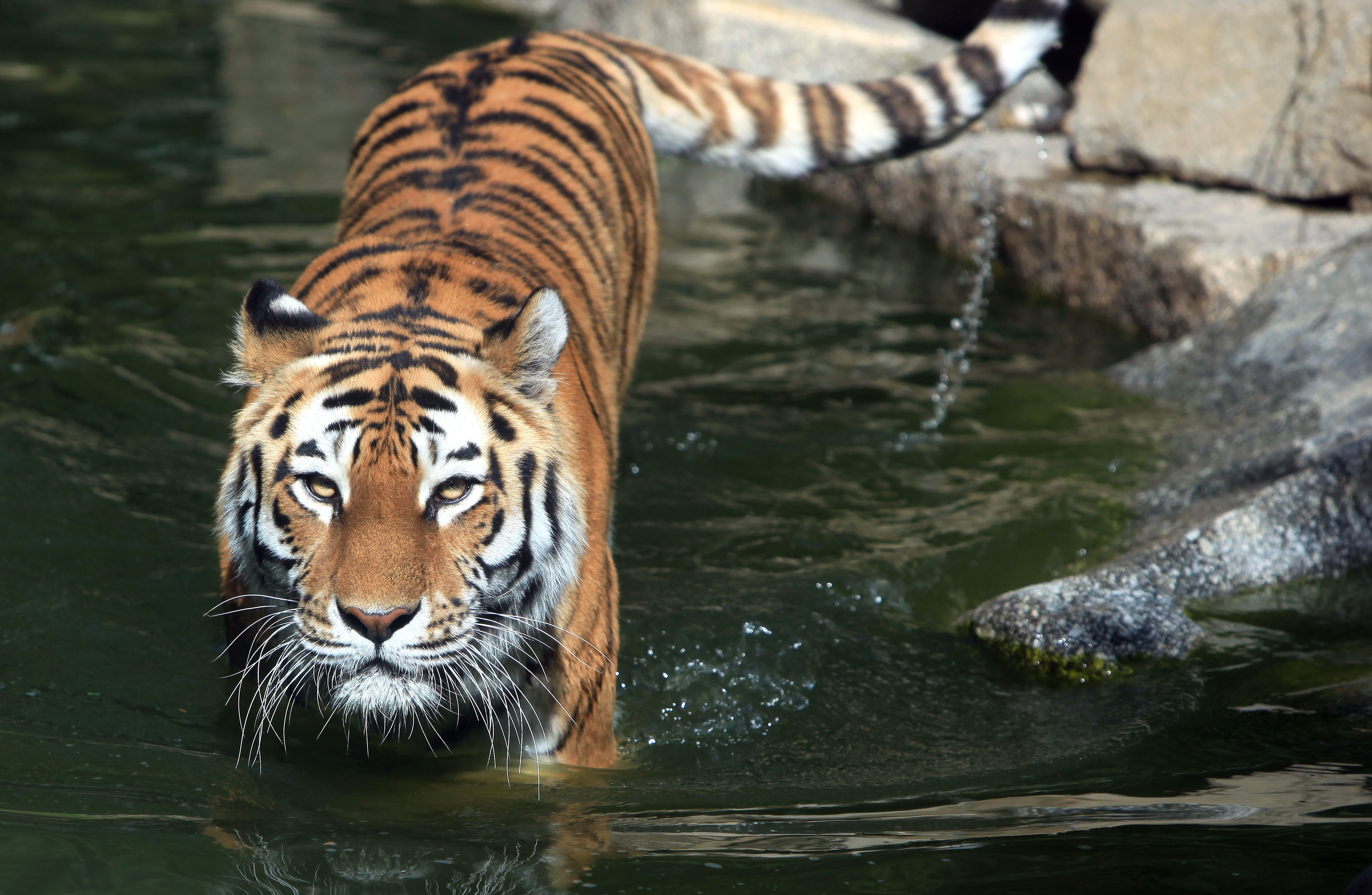 Un tigre sauvage de Sibérie dans l'eau © Wikipedia