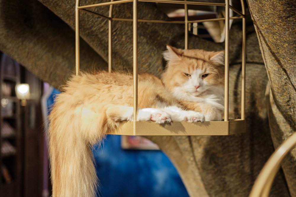 Des perchoirs permettent aux chats de se tenir à une distance relative des clients. ©Florent Guérout