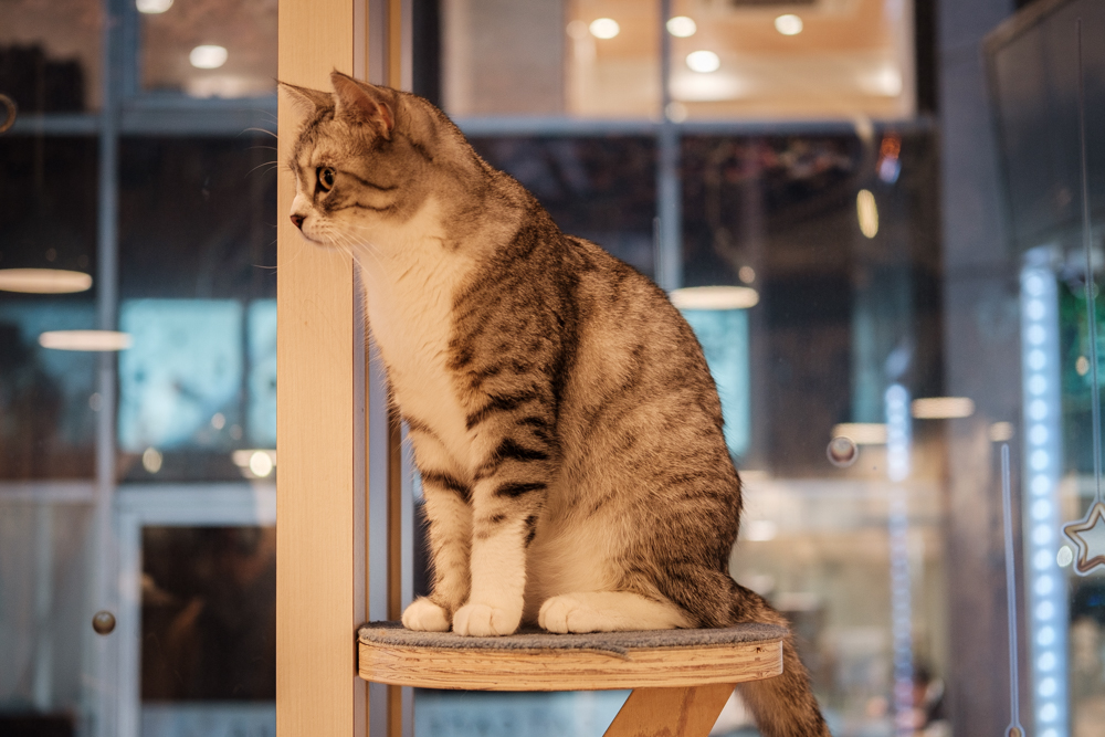 Un chat regarde passer les clients ©Florent Guérout