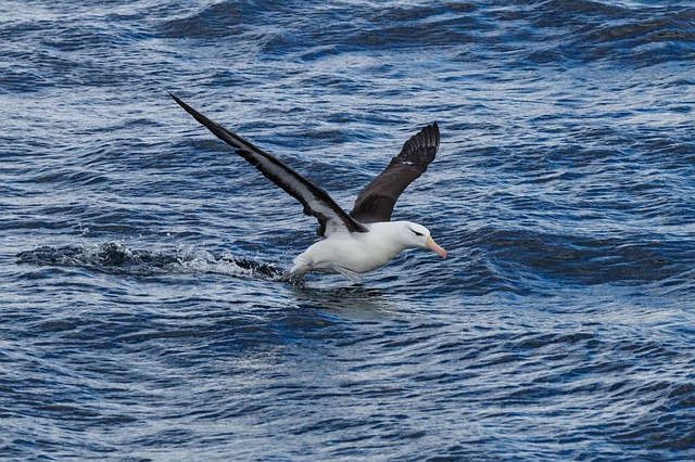 Albatros survolant l'océan à la recherche de poisson (c) Pixabay A
