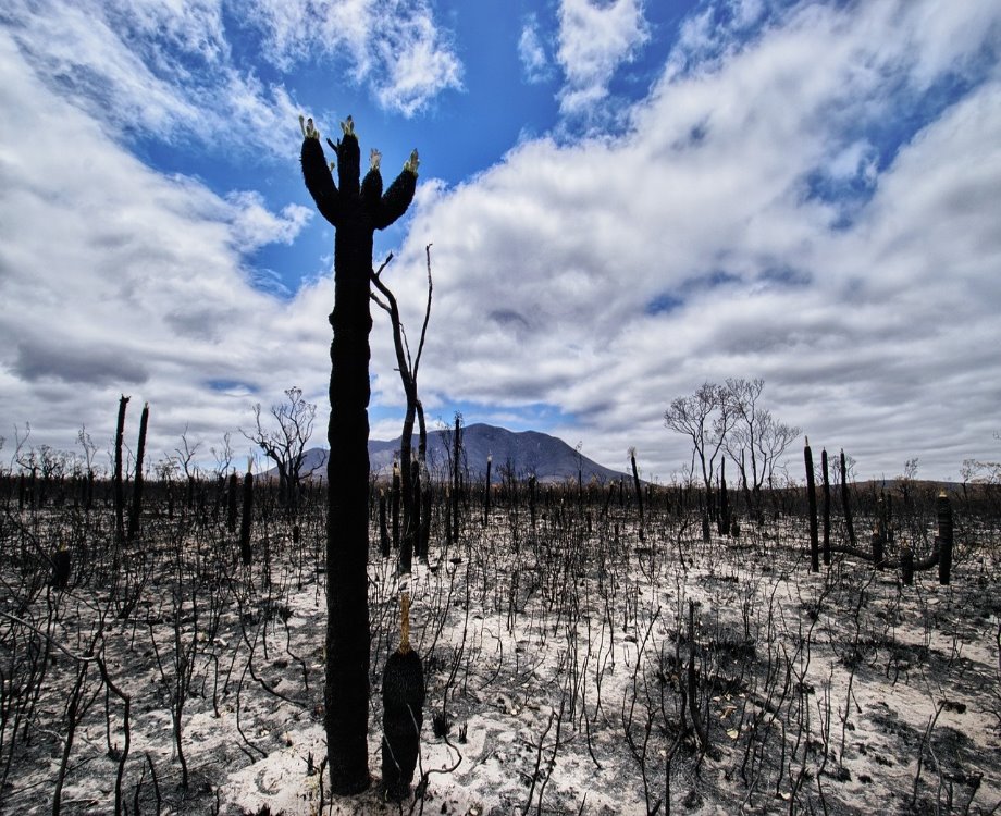 Voici à quoi ressemble le bush australien après l'incendie (c) Terri Sharp/pixabay