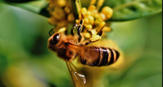 Une abeille en train de polliniser une fleur © Pixnio