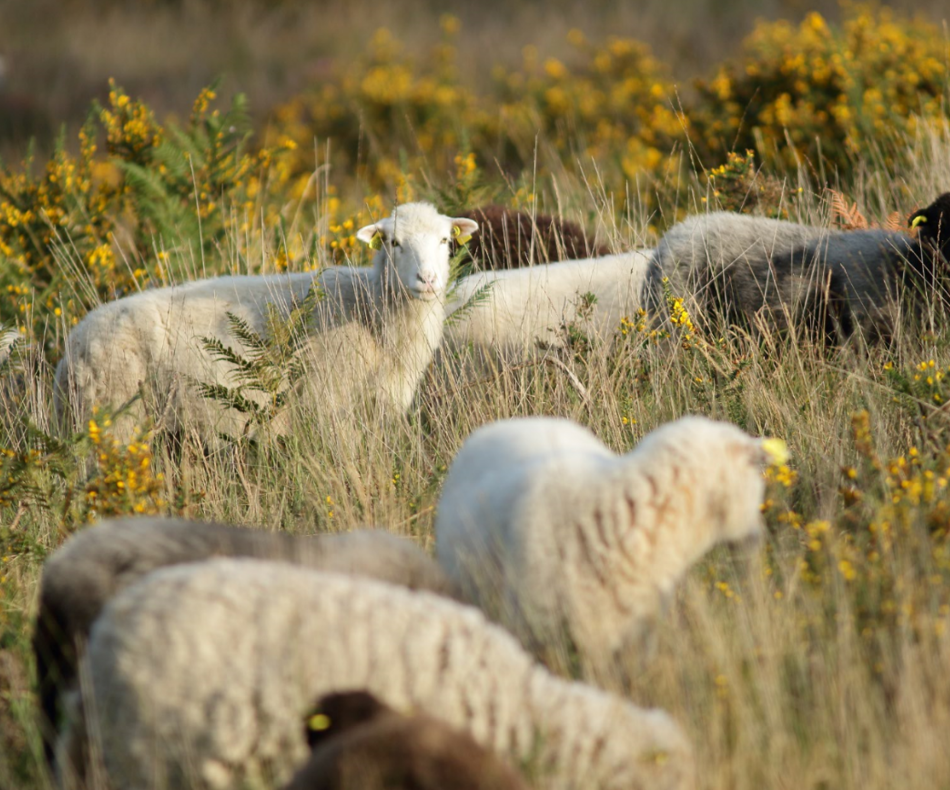 Les moutons, de même que d'autres animaux, participent à l'entretien de la lande. / © Ronan Le Mener, Association Cicindèle