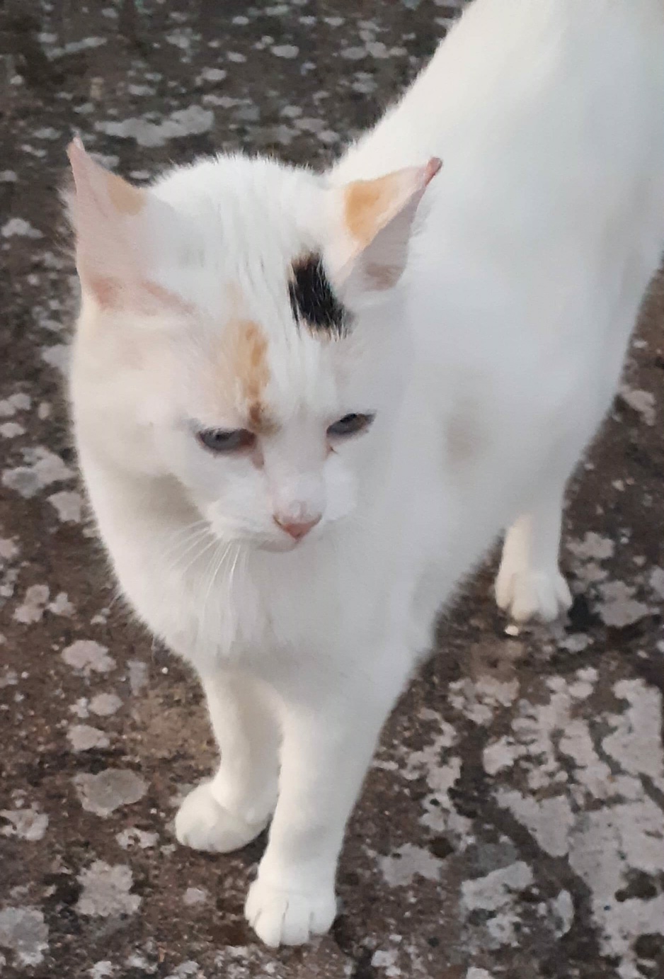 En France Il y a plus de 14 millions de chats dans les foyers! Ici Ibiza qui refuse de poser ! (C) F. Mazouard