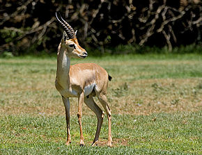Israël est l’un des derniers pays où la gazelle de montagne, gazella gazella, se trouve à l’état sauvage (c) Bassem18