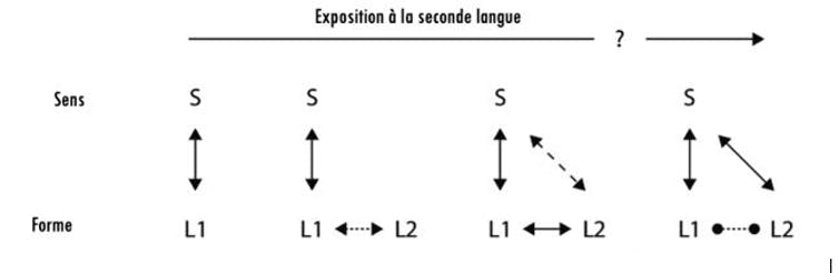 Illustration du modèle développemental d’activation interactive bilingue, d’après Grainger, Midgley & Holcomb, 2010. Fourni par l'auteur