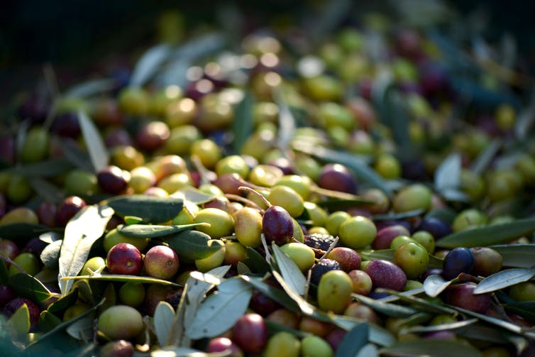 De nombreux facteurs influent sur les teneurs des différentes molécules présentes dans les olives. Pxhere