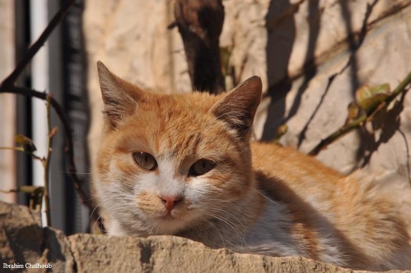 Photo (c) Ibrahim Chalhoub