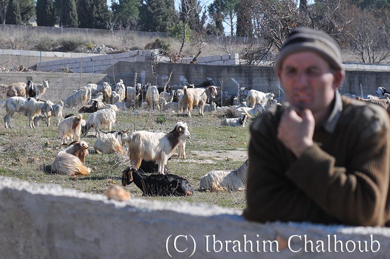 Bain de soleil! Photo (C) Ibrahim Chalhoub
