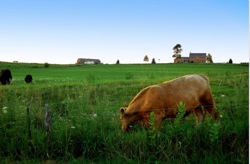 Salon de l'agriculture, la fierté française. Photo libre de droits