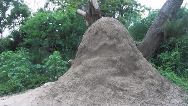 Photo: Amaury van Hoorebeke