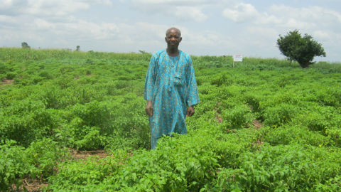 Un bénéficiaire du programme PANA sur son champ de piment. Photo: AT