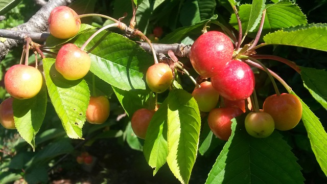 Cerises. Photo (c) M.G.