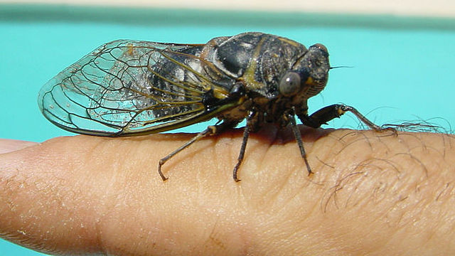 Photo (c) Pierre Papy