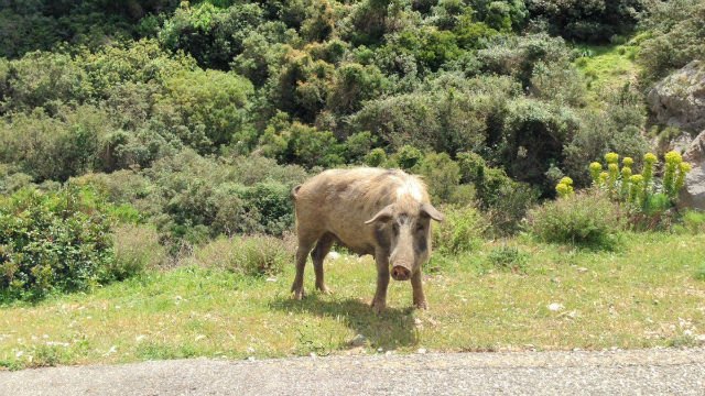 Photo (c) Amaury van Hoorebeke