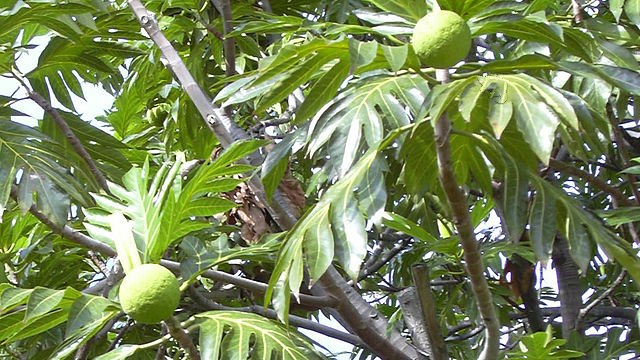 Photo (c) Forest & Kim Starr