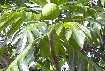 IMAGE DU JOUR: Les aventures de Léon Camay - 53