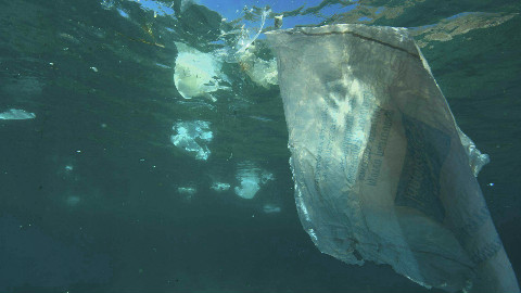 Photo (c) Gavin Parsons / Greenpeace. Cliquez ici pour accéder à la proposition concernant les plastiques