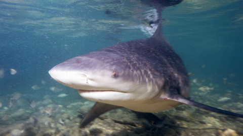 Requin bouledogue. Photo (c) Albert Kok