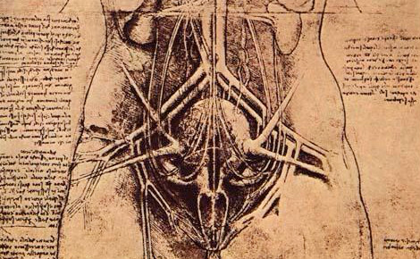 L'appareil urino-génital détaillé par Léonard de Vinci, en 1507. Image du domaine public.