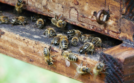 Des abeilles à l'entrée de leur ruche. Photo (c) Onésime. Image du domaine public.