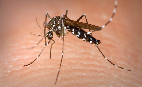 Photo d'un moustique tigre, vecteur de la dengue. Photo (c) James Gathany