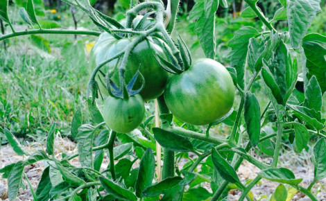 Pied de tomate. Photo (c) A. Hubert
