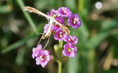 Boerhavia diffusa ou Punarnava. Photo (c) J.M. Garg