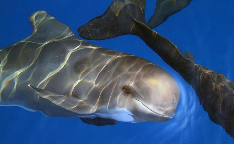 L'ACCOBAMS lutte en faveur des cétacés. Photo courtoisie (c) DR. Cliquez ici pour accéder au site officiel