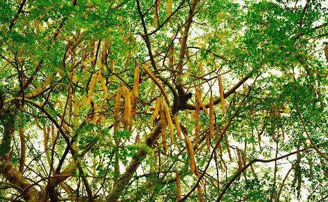 Arbre moringa en Tanzanie. Photo (c) Prof. Chen Hualin