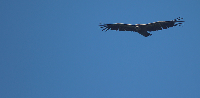 Argentine et fonds vautours, fin d'un feuilleton judiciaire
