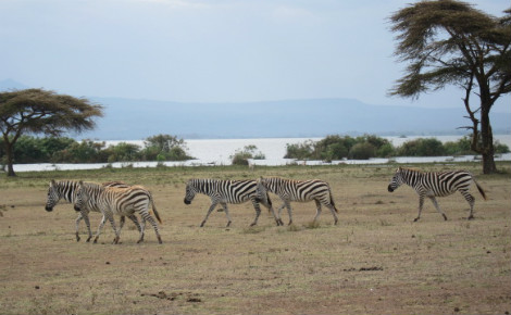 Des zèbres dans la réserve de Naivasha - Kenya. Photo (c) Pierre Buingo, septembre 2013