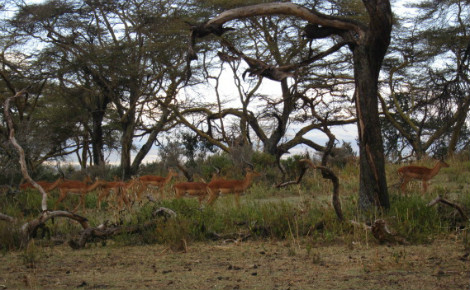 Des antiloppes dans la reserve de Naivasha, Kenya. Photo Pierre Buingo, septembre 2013
