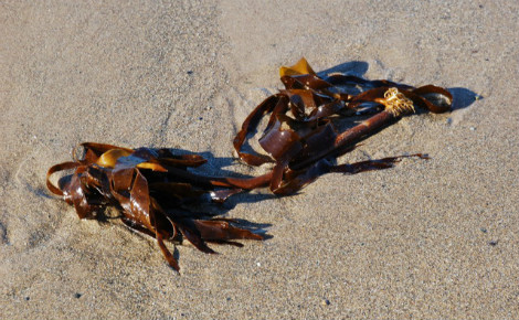 Laminaria digitata, konbu breton. Photo (c) Alan Fryer