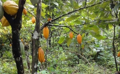 Une plantation de cacao. Image du domaine public.