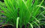 La palmarosa, plante miraculeuse et méconnue